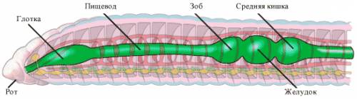 Пищеварительная система кольчатого червя состоит из: 1) рта, глотки, разветвленного кишечника 2)рта,
