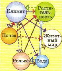 Дайте описание природных компонентов одной из природных зон , сформированных на территории россии ,