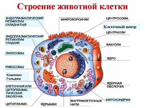 Органоиды эукариотической клетки с рисунками и функциями