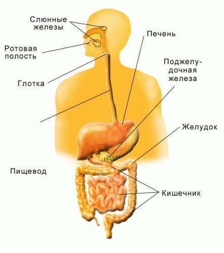 Назовите: 1)системы органов 2)из чего состоит система органов 3)функция главных органов