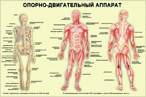 Назовите: 1)системы органов 2)из чего состоит система органов 3)функция главных органов