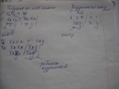 Ус прямым носом родился ребенок с курносым носом. как это можно объяснить генетически, если прямой н