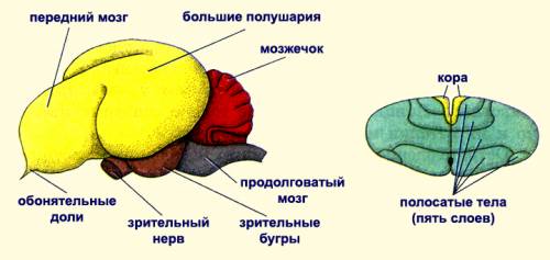 Сравнителиная характеристика головного мозга рыбы и птицы. : (