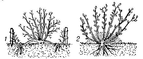 1)размножение корневищами описание 2)размножение клубнями описание 3)размножение клубнями описание 4