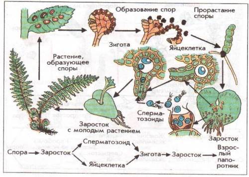 Где образаются споры у мхов и папоротников