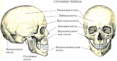 Из каких костей состоит скелет головы