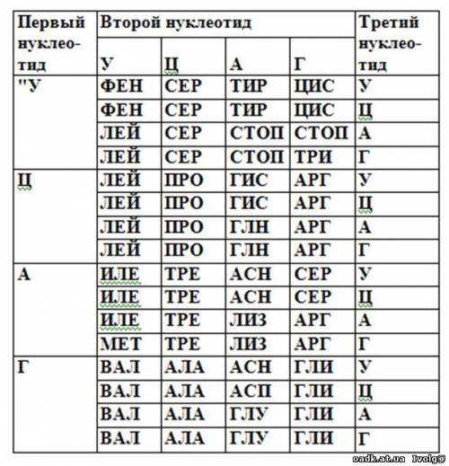 Фрагмент белковой молекулы имеет последовательность -мет-три-мет-. определите последовательность нук