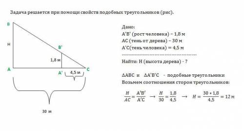 Всолнечное утро человек ростом h= 180 см отбрасывает тень длиной l1= 4,5 м. тень от дерева высотой h