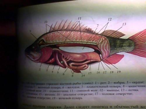 На рисунке цветными карандашами раскрасьте органы пищеварительной системы рыбы и подпишите их назван
