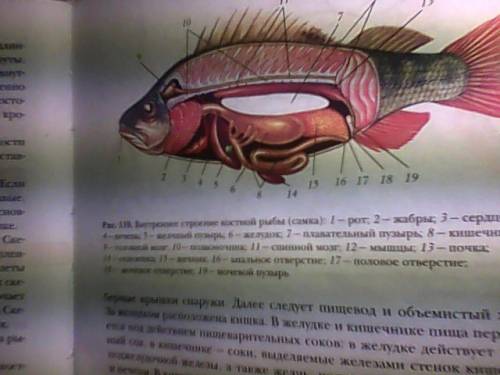 На рисунке цветными карандашами раскрасьте органы пищеварительной системы рыбы и подпишите их назван