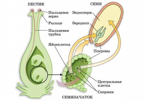 Почему семена называют зачаточными растениями?