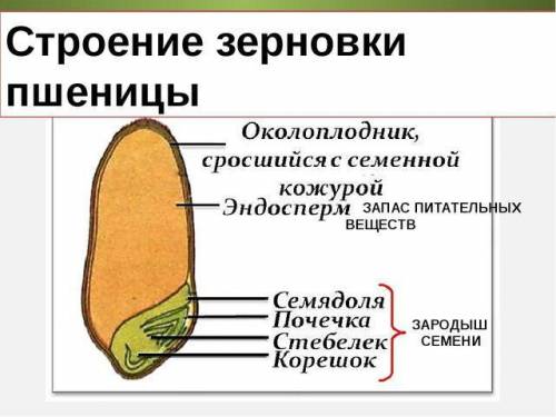 Почему семена называют зачаточными растениями?