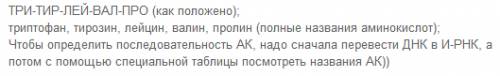 Участок молекулы днк, кодирующий часть полипептида, имеет следующие строение: -а-ц-ц-а-т-а-г-т-т-ц-ц