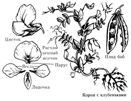 Особенности строения вегетативных органов у бобовых с фото