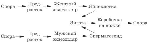 Скиньте схему цикла развития мха (фотку)
