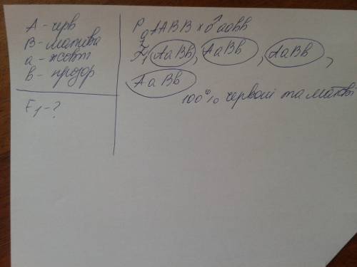 Які ознаки матимуть гібридні томати, одержані внаслідок запилення рослин із червоними матовими , пил