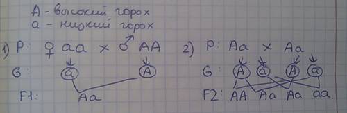 Высокий рост гороха доминирует над низким. низкорослые растения скрещивали с гомозиготными высокими.