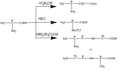 Реакция взаимодействия аланина с этанолом, хлороводородом, глицином