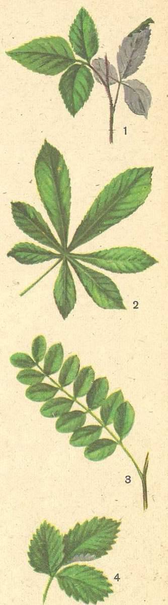 Задали сделать гербарий,не подскажите ли 10 сложных листьев? !