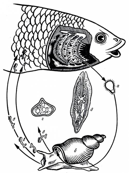 Какой из перечисленных моллюсков на начальной стадии своего развития ведет паразитический образ жизн