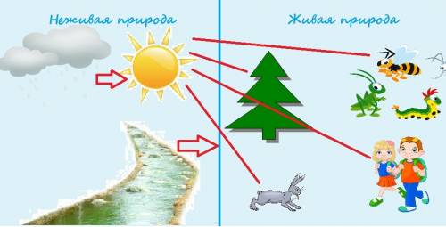 Рисунок показывающий пример связи между объектами неживой и живой природы и показать эту связь с схе