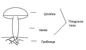 Как выглядит плодовое тело гриба. обозначьте части гриба