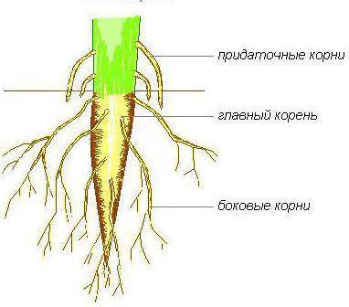 Стержневая корневая система характерна для: 1. подсолнечника 2. лука 3. пшеницы 4. подорожника