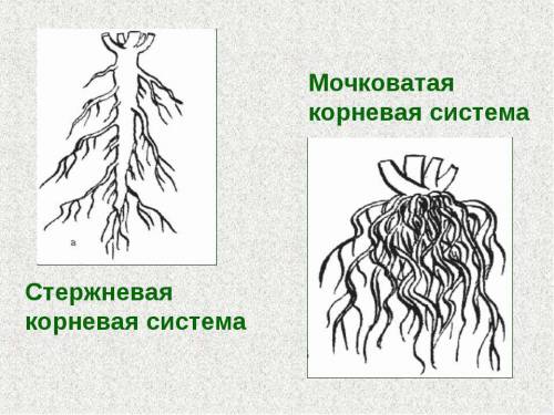 Стержневая корневая система характерна для: 1. подсолнечника 2. лука 3. пшеницы 4. подорожника