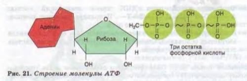 1. какое строения смеет молекула атф? 2. какую функцию выполняет атф? 3. какие связи называются макр