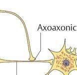 Почему в пучках нервов находятся только аксоны, если для того,чтобы принять сигнал, нужен дендрит ил