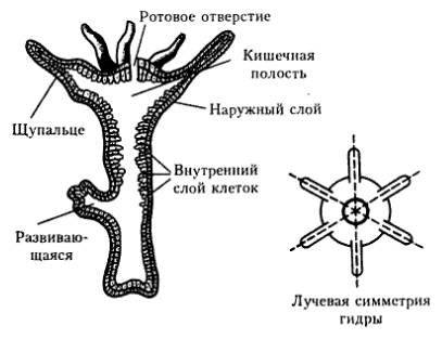 1. клетка тела гидры 2. рисунок (там их 5, значит 5 ответов) 3. значение. help