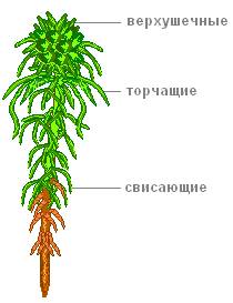 Мне нужно рисунок основных органов сфагнумы.