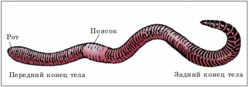 1.установите черты при дождевых червей к жизни в почве и назовите их: строение: питание: 2.укажите к