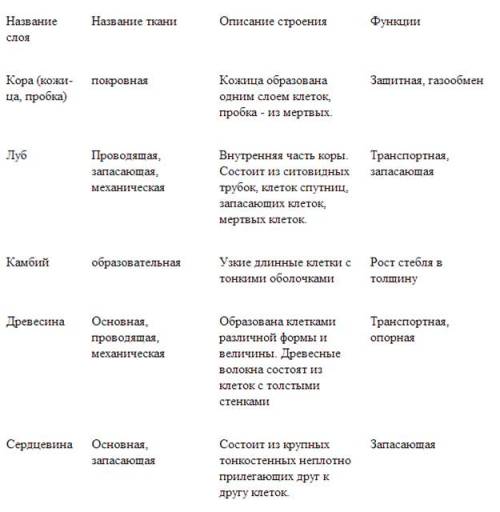 Таблица функции стебля. название функции описание функции