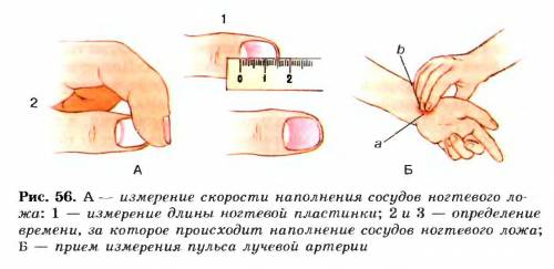 Хелп! ! 8 кл. драгомилов практическая работа определение кровотока в сосудах ногтевого ложа большого