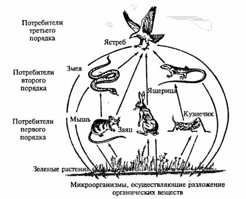 Нарисуйте схему круговорота веществ на лугу