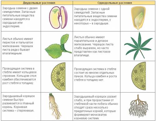 Напишите определения по теме высшие растения спорофит, гаметофит, резоиды, спарангии, без полое и по