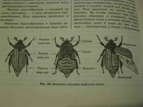 Заполните таблицу: внешнее строение насекомого. 40 )) отделы тела органы,располагающиеся на них. фун