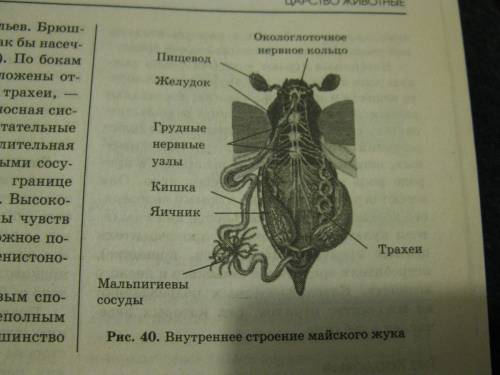 Заполните таблицу: внешнее строение насекомого. 40 )) отделы тела органы,располагающиеся на них. фун