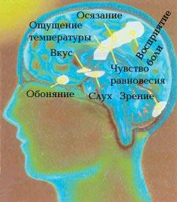 Сколько органов чувств у человека? перечислить.