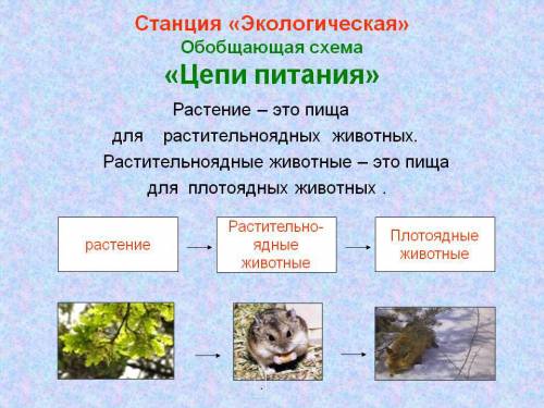 Составить простые цепи питания для арктической пустыни, тундры и тайги.