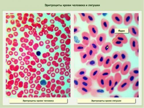 Лабороторная работа: строение клеток крови человека и лягушки: 1 рассмотрите микроприпорат крови ляг