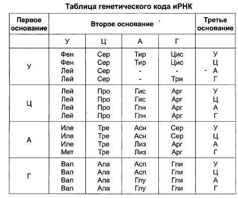 Фрагмент цепи днк имеет следущую последовательность нуклеотидов . определите посоедовательность нукл