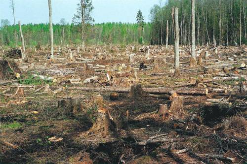 Представьте себе что на большой площади вырубили лес