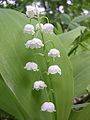 Можно перевод spotlight on russia finds out about the lily-of-the-valley 8 класс