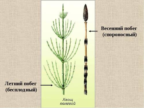 Рассмотри летний побег хвоща,чем он отличается от весеннего побега?