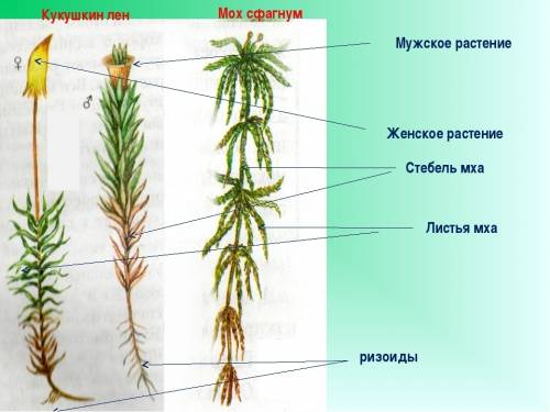 Сравните кукушкин лен и сфагнум. отметьте строение ,форма листьев,коробочек,ветвление стебля а)сходс