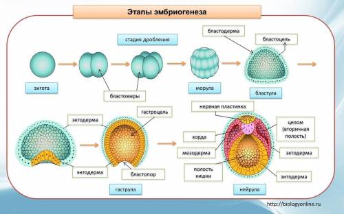 Что из перечисленного относится к эмбриогенезу? 1) оплодотворение 2) гаструляция 3) нейрогенез 4) см
