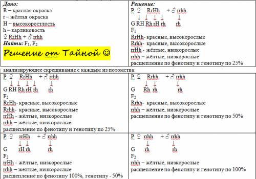 Утоматов красная окраска плодов r доминирует над жёлтой r, а высокорослость h над карликовостью h. д