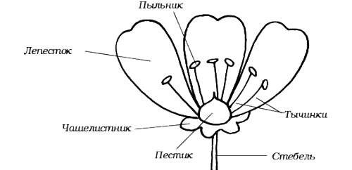 ответить на вопросы, ! 1. как обозначается на рисунке цветоножка, венчик? 2. из чего состоит пестик?